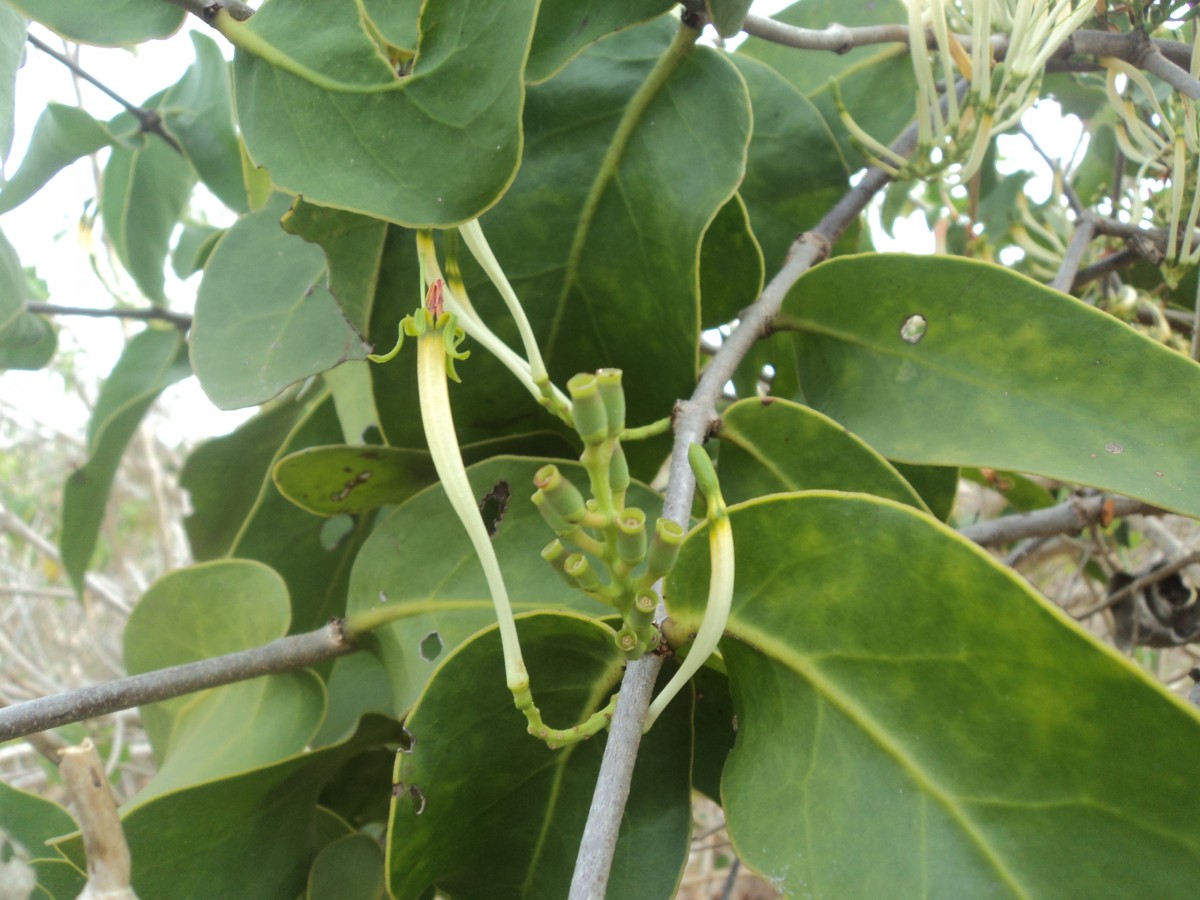 Dendrophthoe falcata (L.f.) Ettingsh.